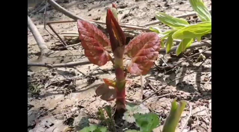 Рейнутрия японская Fallopia japonica