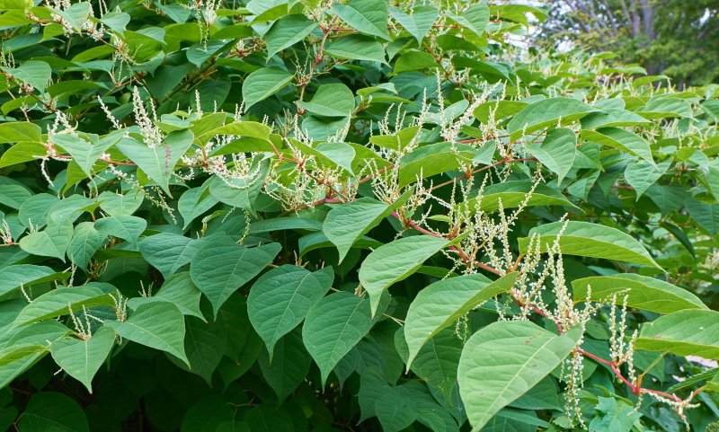 Горец (Polygonum cuspidatum)