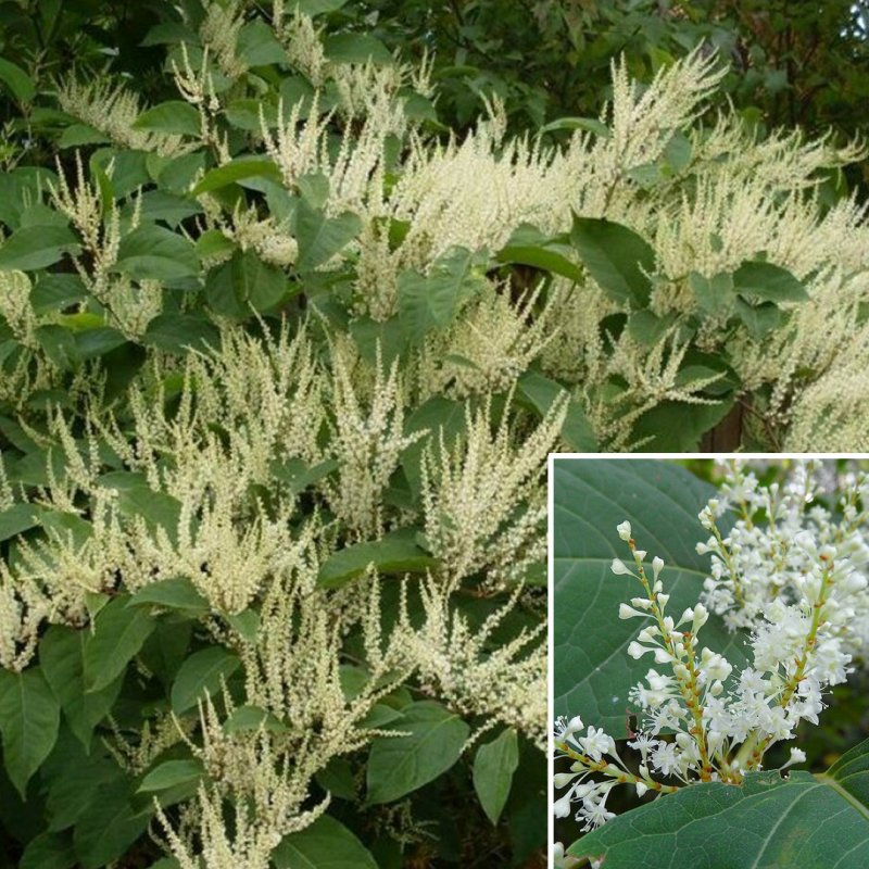 Рейнутрия Сахалинская - Reynoutria sachalinensis