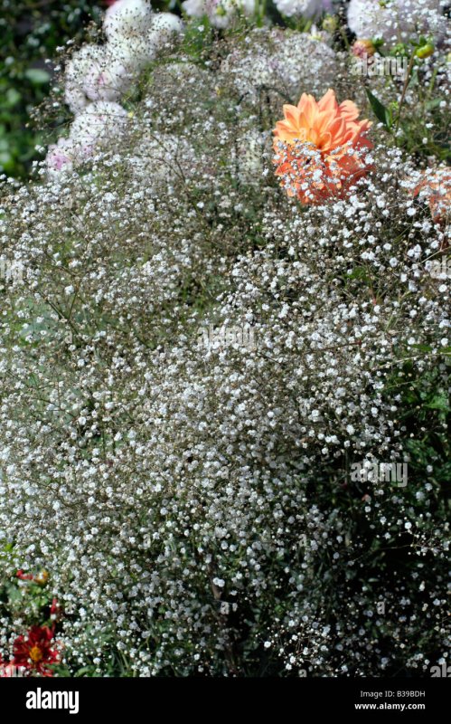 Гипсофила метельчатая "Bristol Fairy" (Gypsophila paniculata)