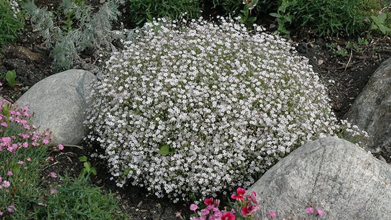 Gypsophila repens 'Alba'