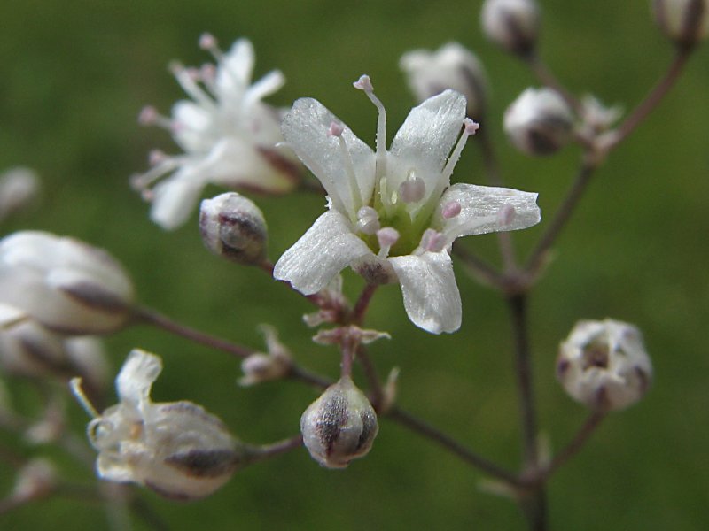 Gypsophila paniculata