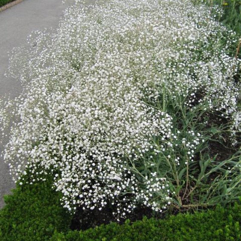 Гипсофила метельчатая (Gypsophila paniculata)