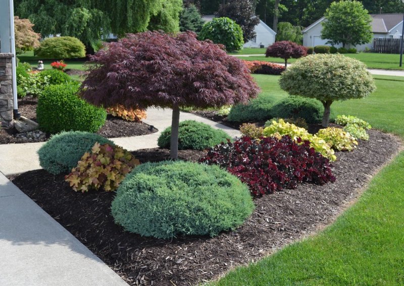 Самшит Buxus