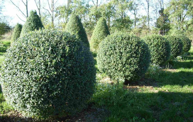 Самшит Buxus
