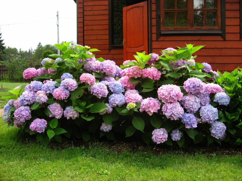 Кизильник черноплодный куст