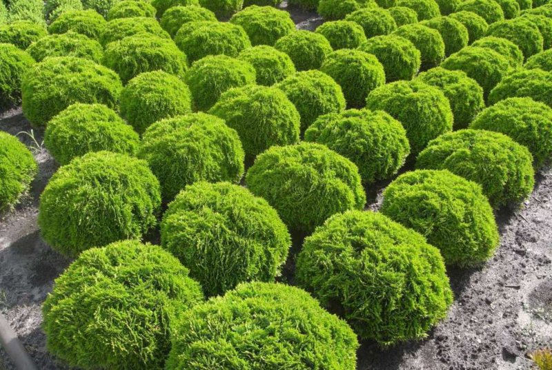 Скумпия Кожевенная кустарник