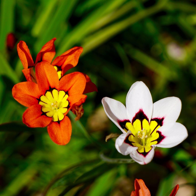 Спараксис (Sparaxis) Tricolor
