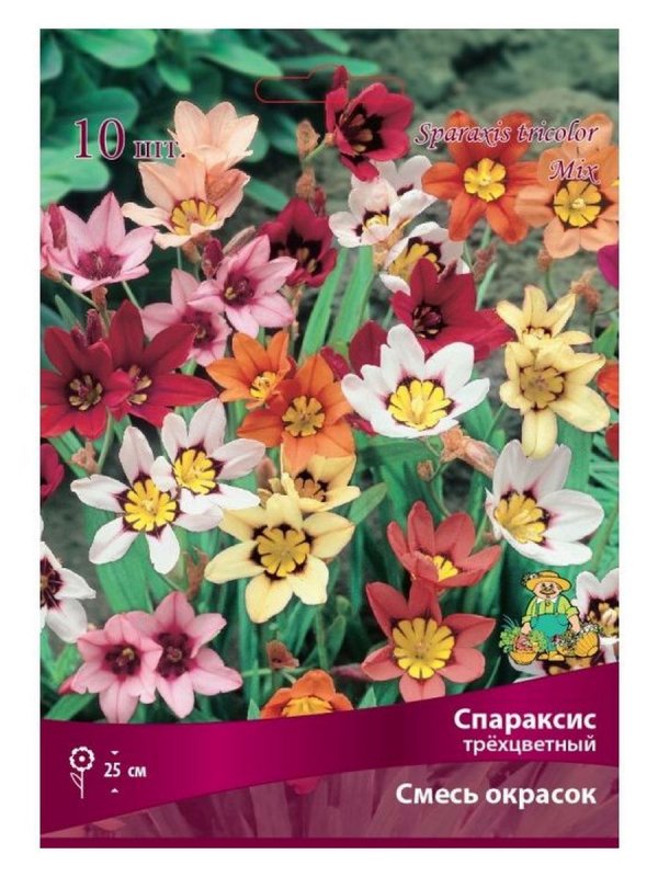 Спараксис Билбифера