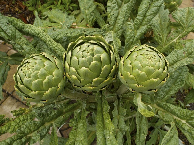Артишоки "Belsun"