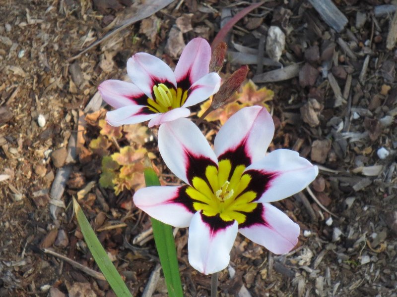 Sparaxis bulbifera