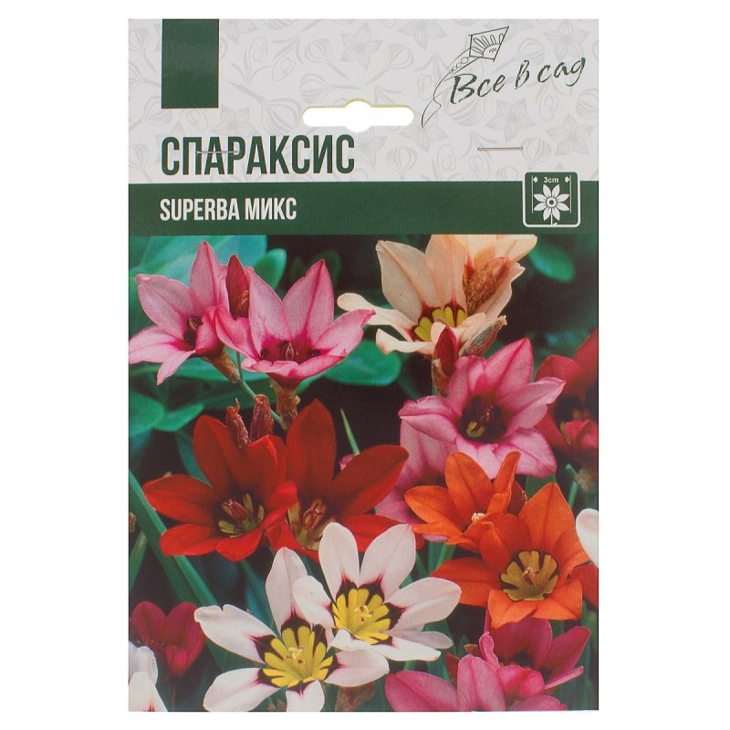 Спараксис Триколор