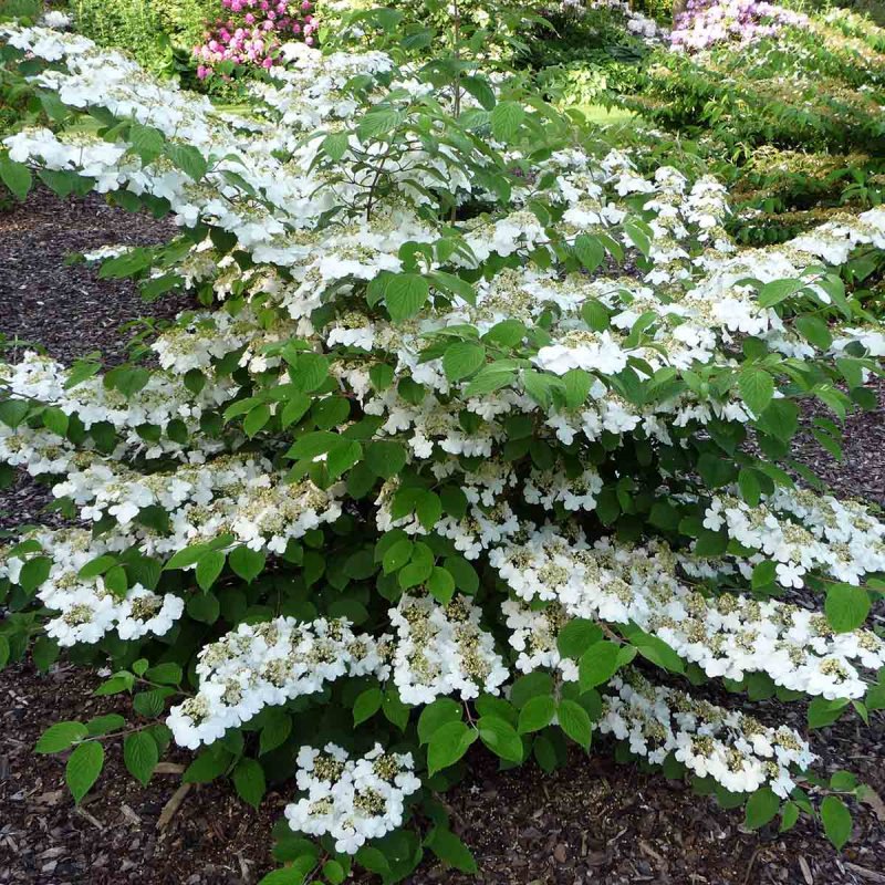 Калина складчатая Каскад / Viburnum plicatum Cascade