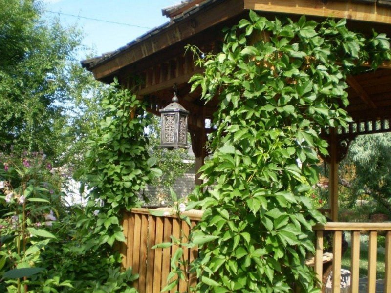 Хмель обыкновенный пергола