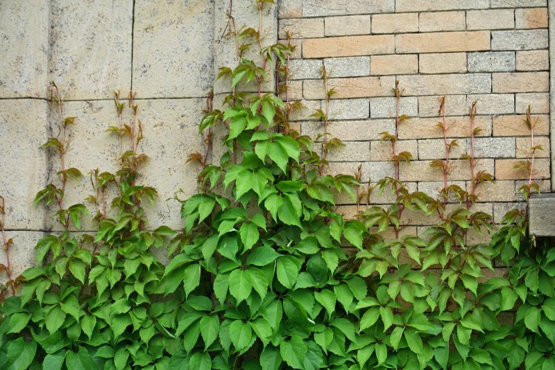 Виноград девичий (Parthenocissus inserta)