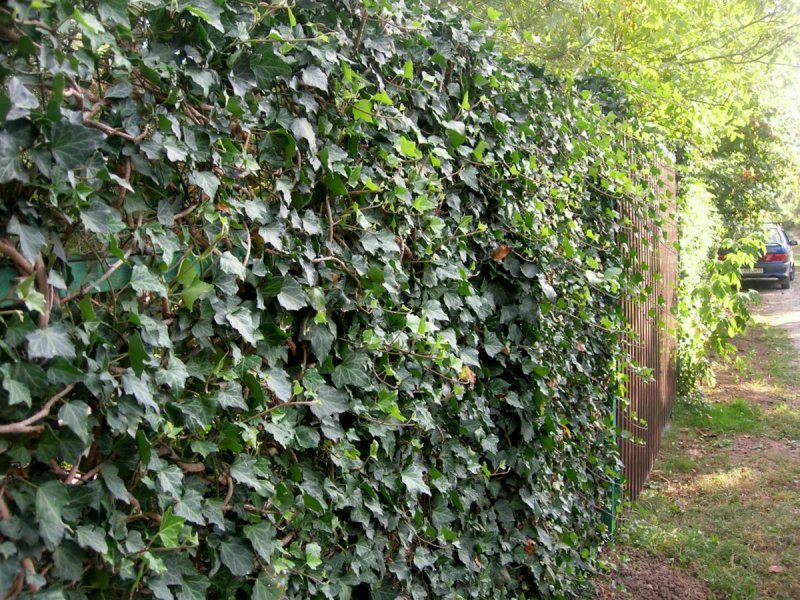 Плющ вечнозеленый (Hedera).