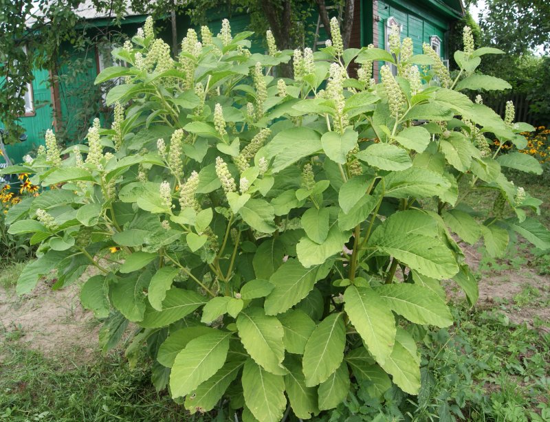 Лаконос американский