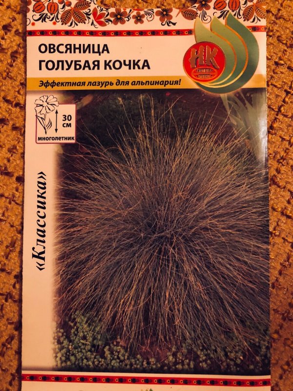 Овсяница фестука сизая