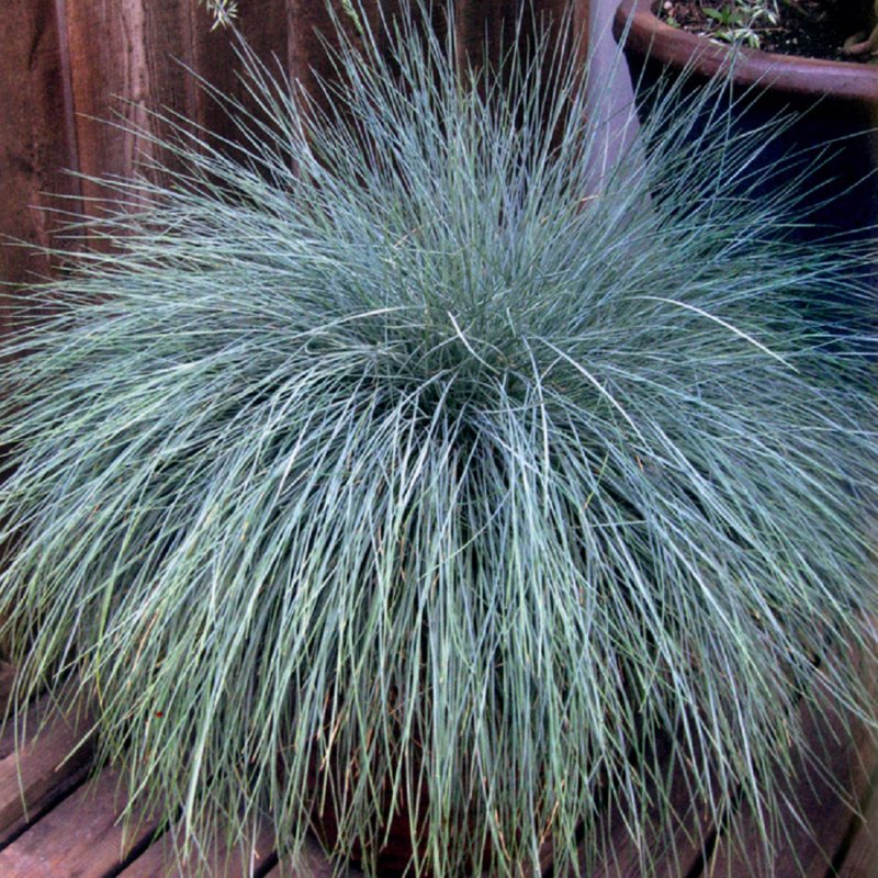 Овсяница Готье (Festuca Gautieri)