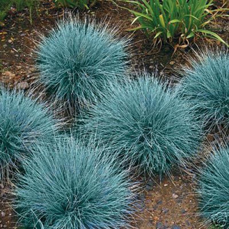 Овсяница сизая (Festuca glauca)