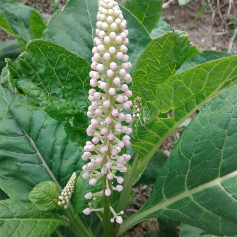 Лаконос куст
