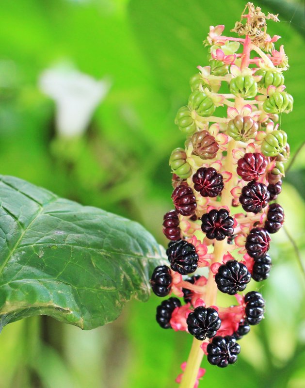 Фитолакка (Phytolacca Americana)