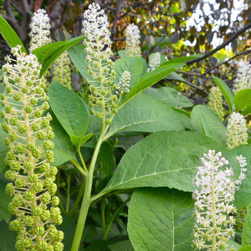 Фитолакка Phytolacca