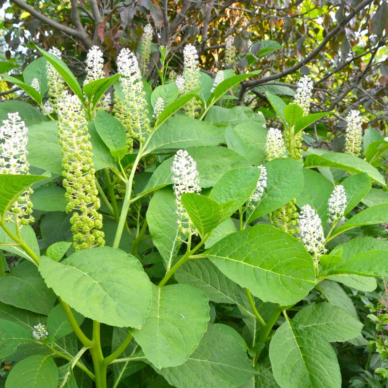 Phytolacca (лаконос американский)