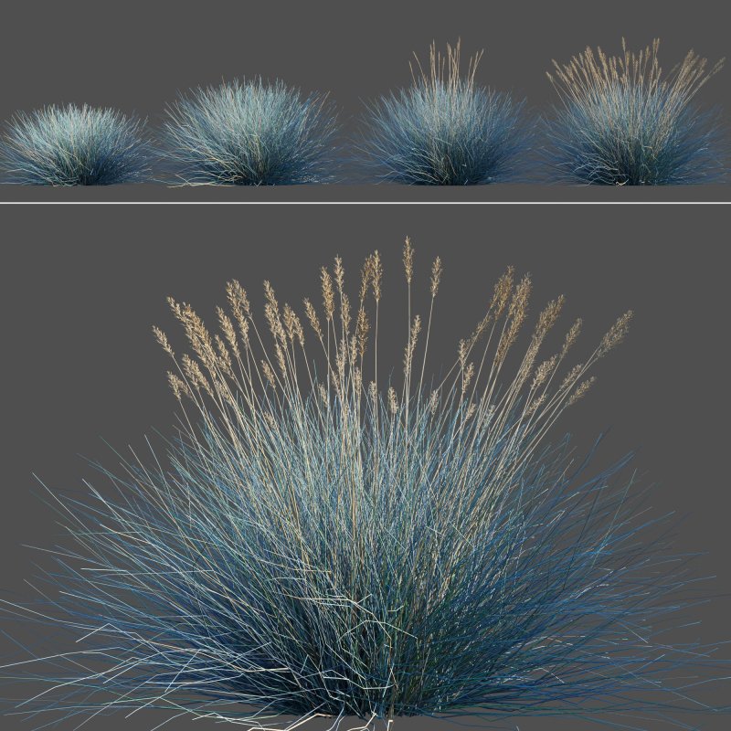 Овсяница сизая (Festuca glauca)