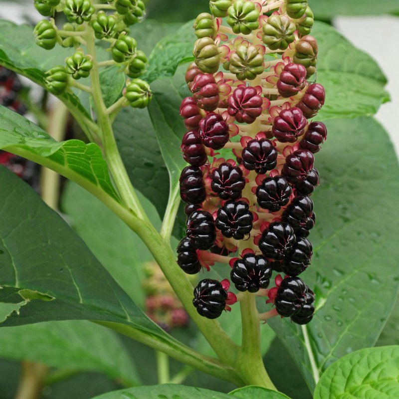 Фитолакка Phytolacca