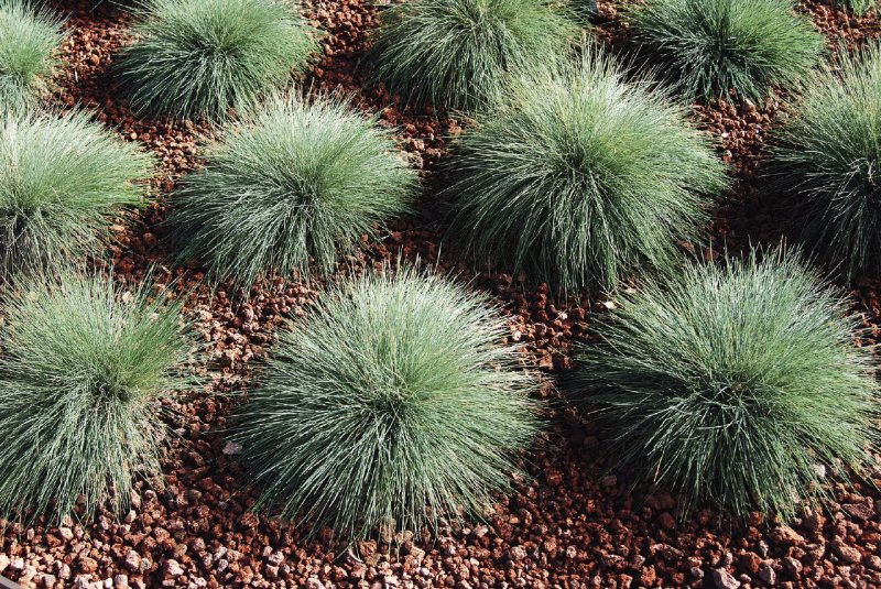 Овсяница сизая (Festuca glauca)