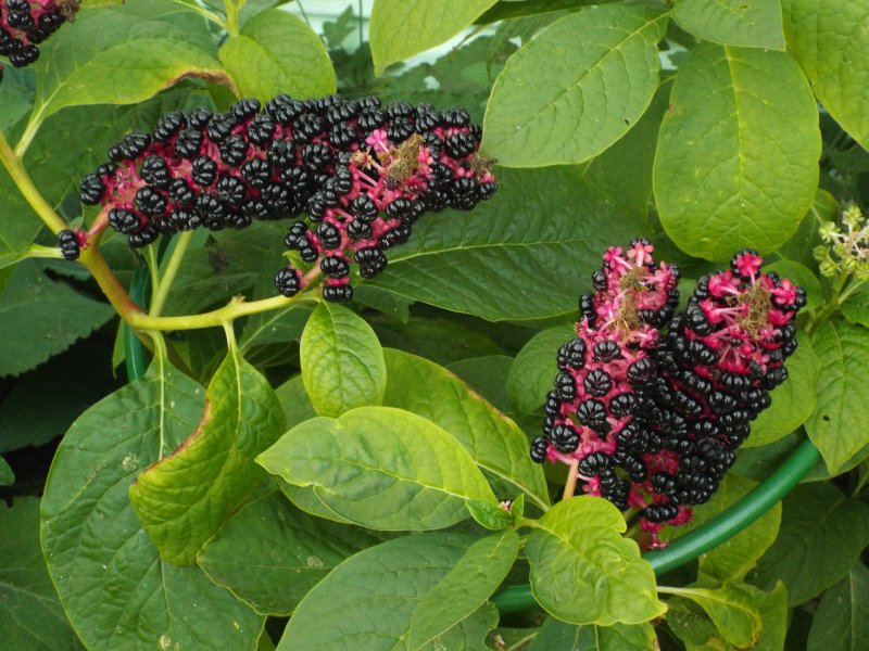 Фитолакка Phytolacca