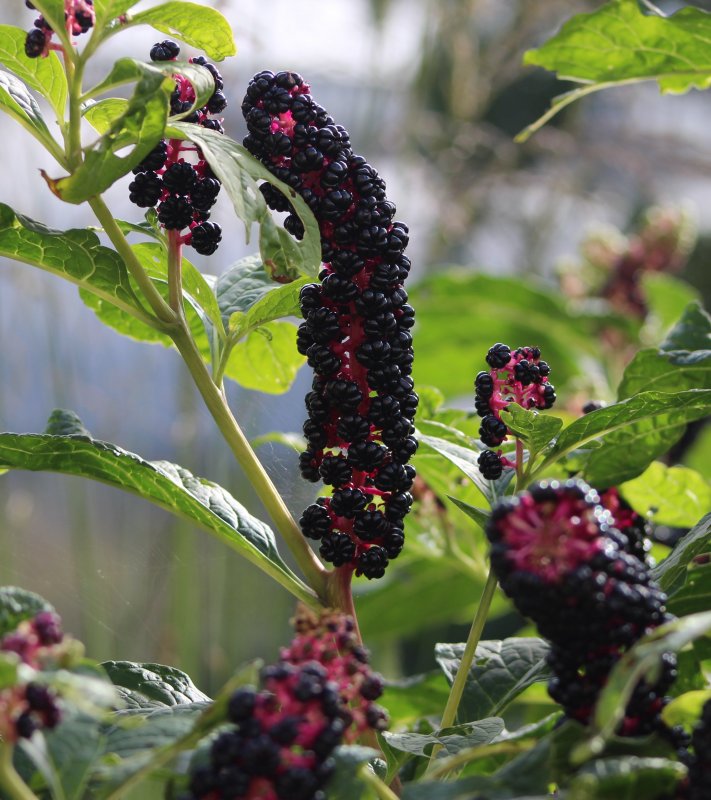Фитолакка (Phytolacca Americana)