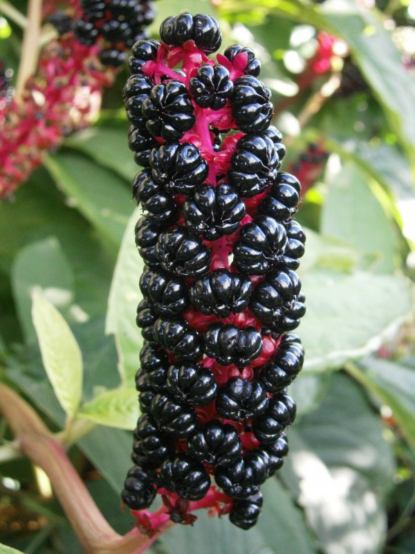 Phytolacca (лаконос американский)