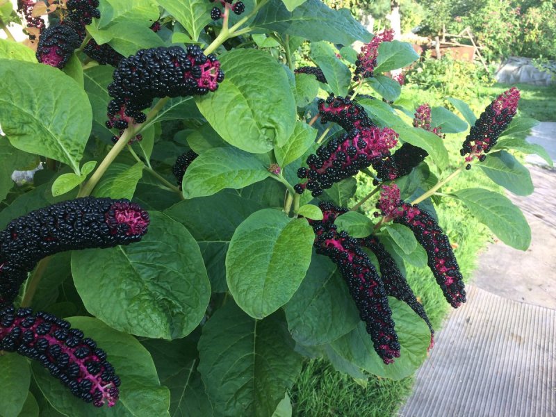 Phytolacca (лаконос американский)