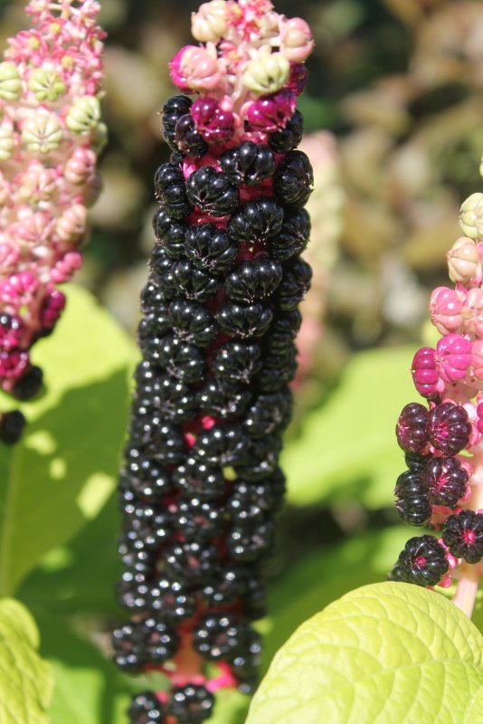 Фитолакка Phytolacca
