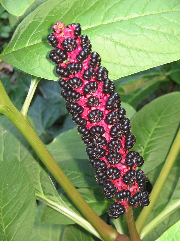 Phytolacca (лаконос американский)