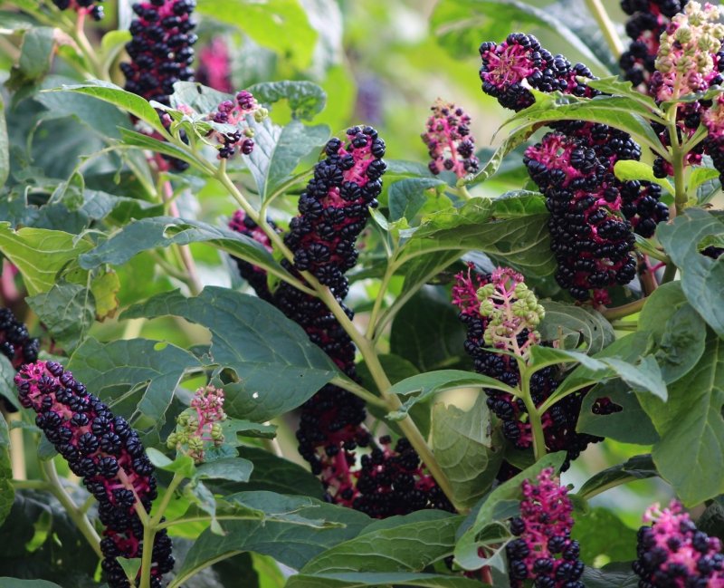 Фитолакка (Phytolacca Americana)
