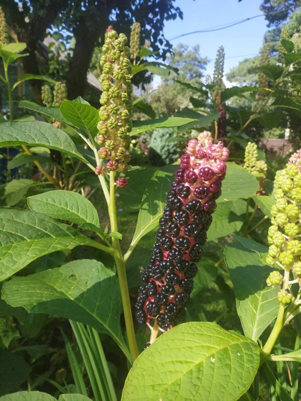 Фитолакка (Phytolacca Americana)