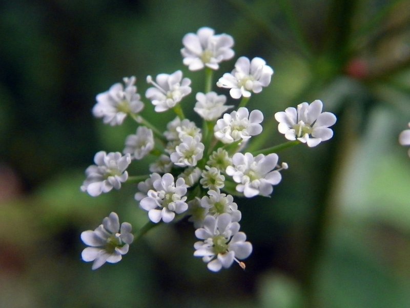 Бутень клубненосный (Chaerophyllum bulbosum