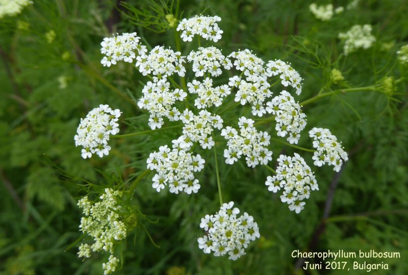 Chaerophyllum aromaticum