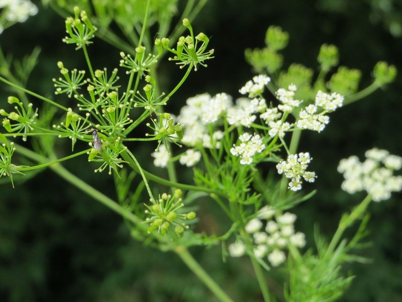 Chaerophyllum temulum