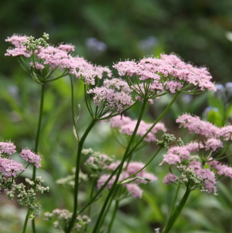 Chaerophyllum aromaticum