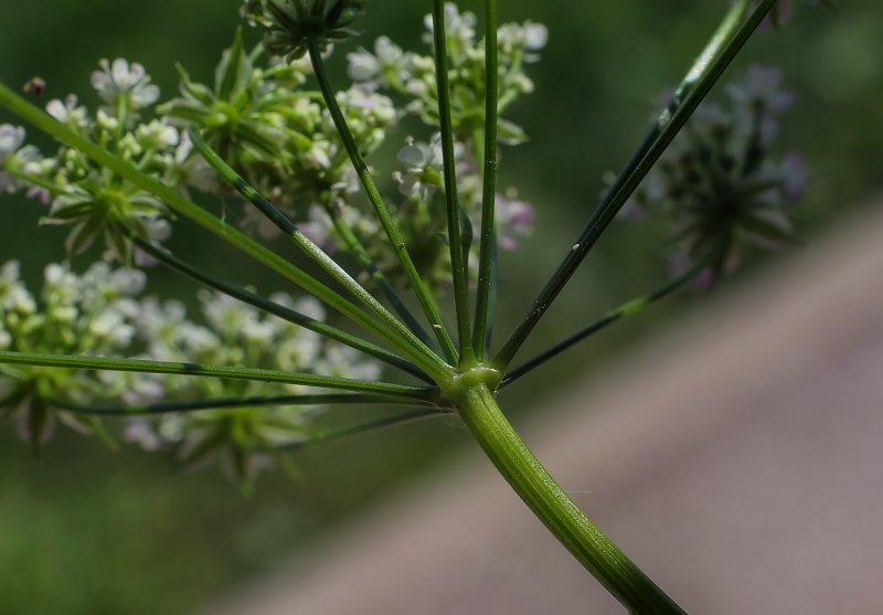 Бутень одуряющий (Chaerophyllum temulum l.)