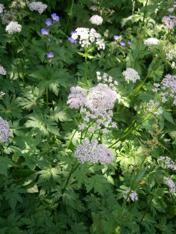 Chaerophyllum Roseum