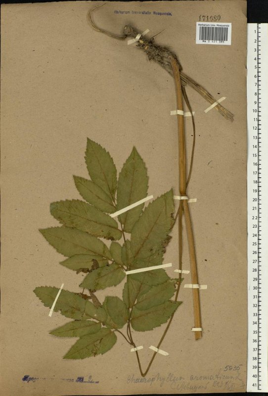 Chaerophyllum bulbosum