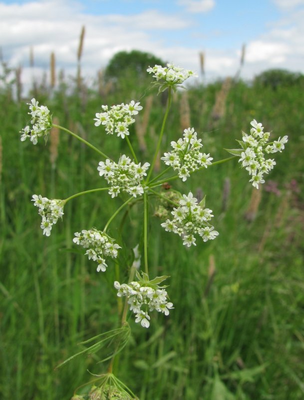 Бутень ароматный (Chaerophyllum aromaticum)