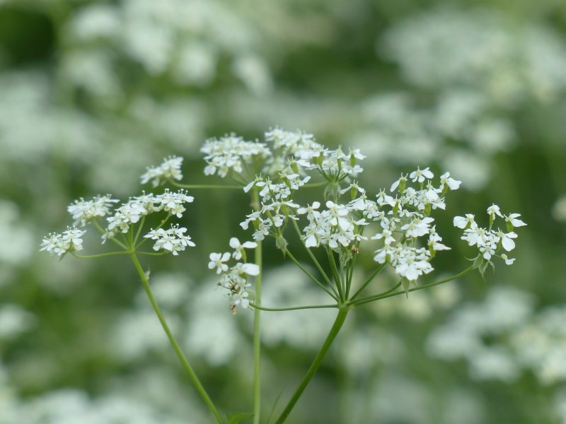 Бутень ароматный (Chaerophyllum aromaticum)