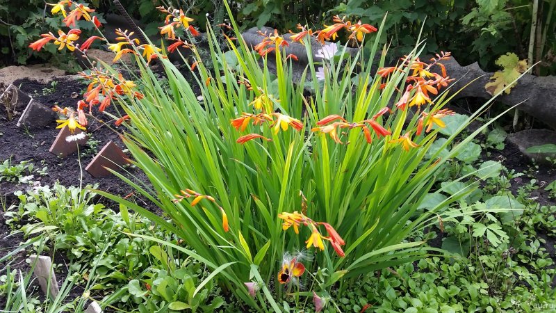 Крокосмия (Crocosmia)