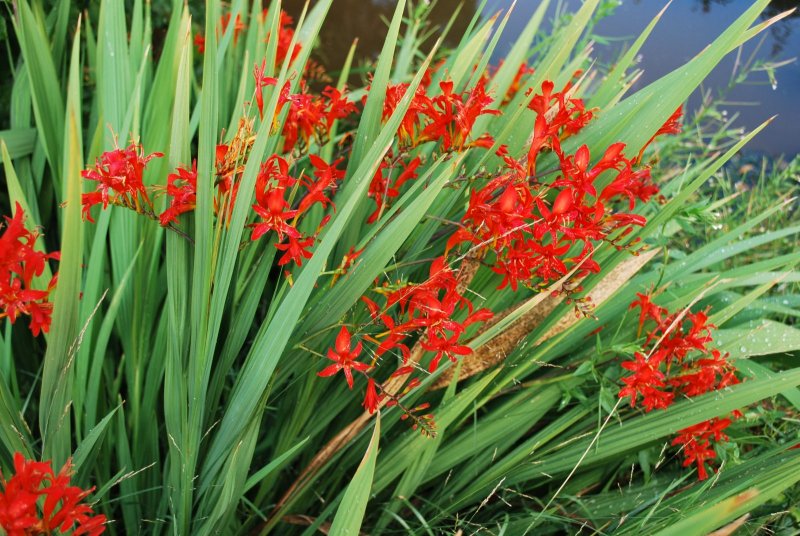 Крокосмия (Crocosmia)